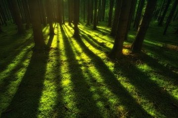 Волгоградская область: Леса на страже климата